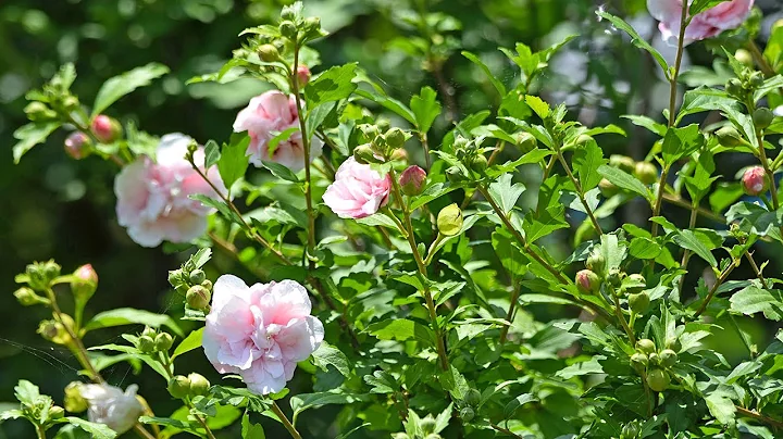 How to plant Rose of Sharon