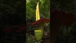 Youll Plug Your Nose When This Giant Flower Blooms ? shorts corpseflower