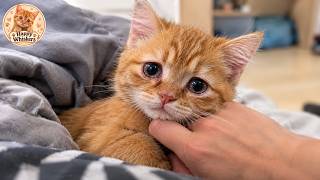 I Told My Wife to Get Rid of This Cat — 9 Days Later, I Buried Her