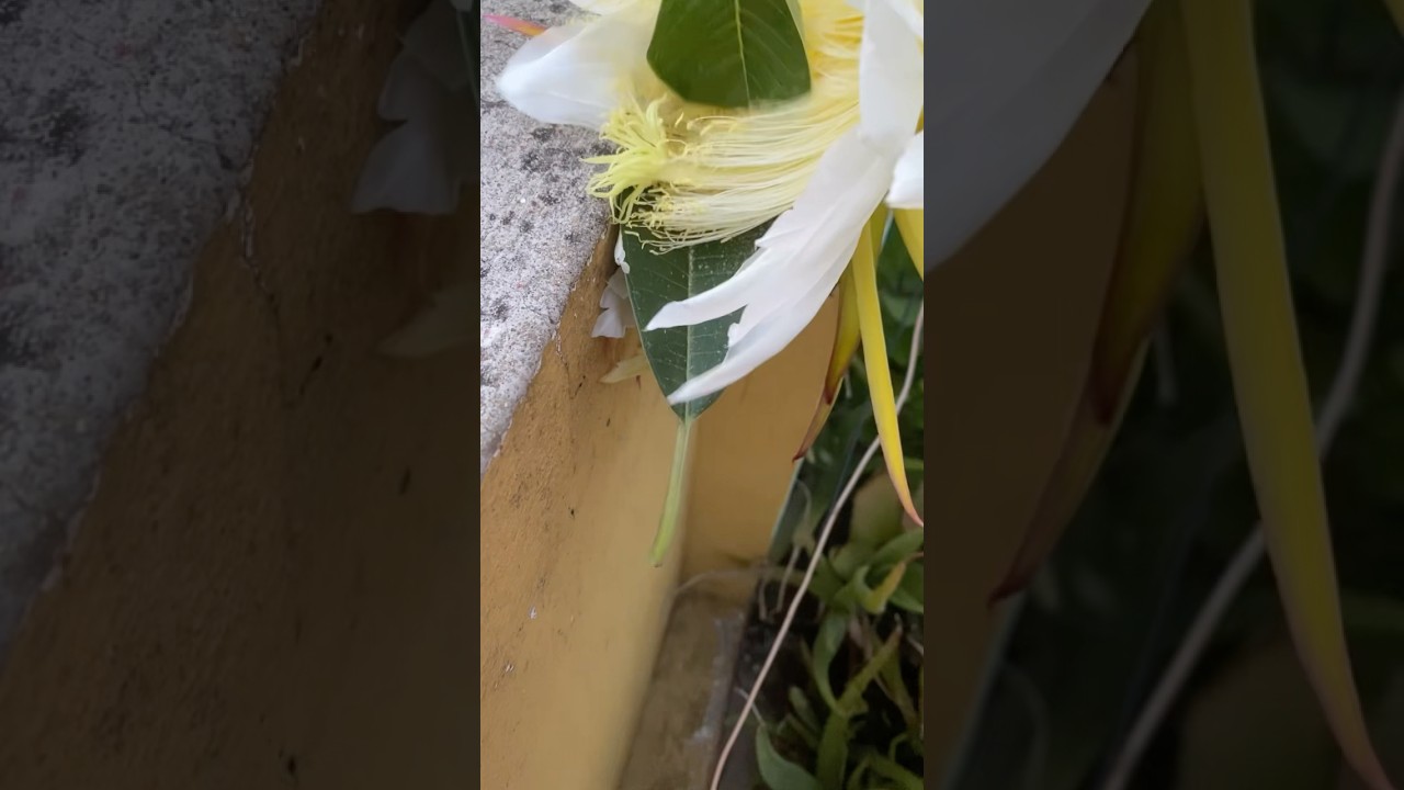 ড্রাগন ফল কী ভাবে বড় করবেন??॥#trending #gardening #garden #foryou #plants #foryou #flowers #roof