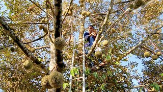 ทุเรียนพันธุ์ใหม่ต้นเดียวในโลก จอง 2 ปี ถึงได้กิน | เอิร์ธสดชื่น