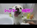 犬猫専用のバスタオルを使ってみた！