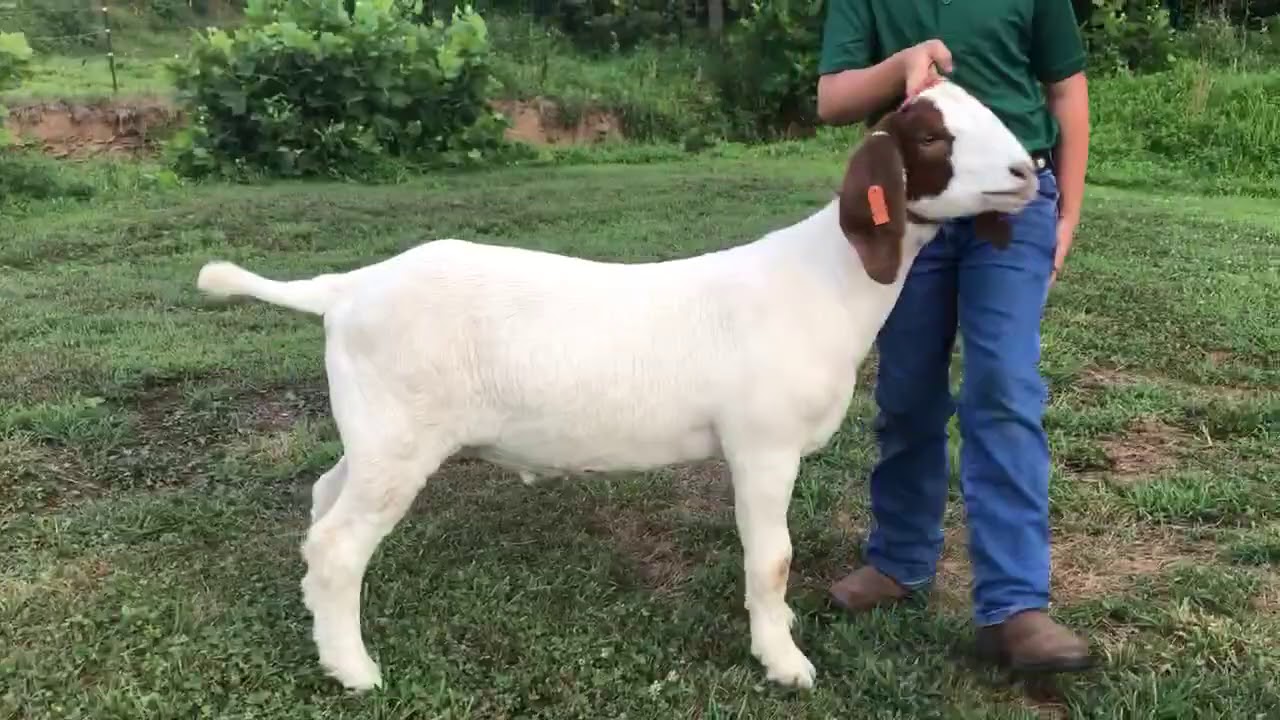 Reserve Champion Market Goat G. Nelson YouTube
