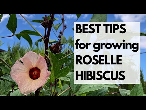 Video: Groeiende Roselle-planten: leer over het gebruik en de voordelen van Roselle