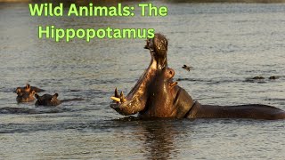 Wild Animals: The Hippopotamus by Arthur and the Animal Kingdom 384 views 3 months ago 6 minutes, 35 seconds