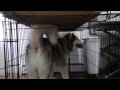 ADOPTED ~ Koda's 1st time in a crate! Not a care in the world ADOPTED ~ Koda's 1st time in a crate! Not a care in the world