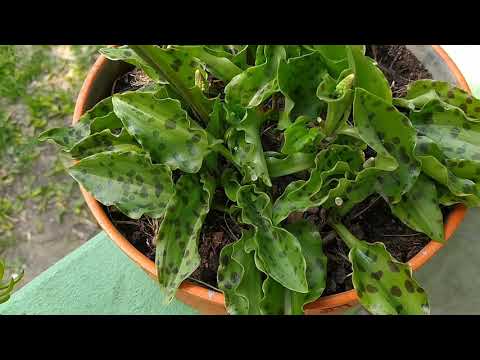 Video: Drimiopsis (37 Fotos): Cuidando Una Flor En Casa. Descripción De Drimiopsis Manchada, Pico Y Otras Especies