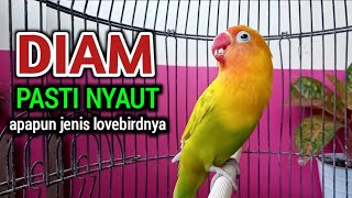 SUARA LOVEBIRD NGEKEK PANJANG FIGHTER, JENIS LOVEBIRD APAPUN JELAS EMOSI PANAS LANGSUNG NYAUT