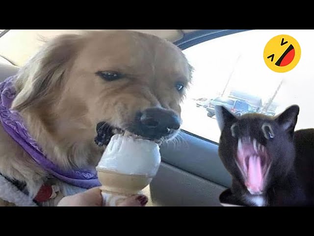 Funny Dogs And Cats Videos 2024 😅 - Best Funniest Animal Videos Of The week #15 class=