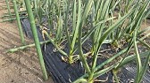 にんにく２ 収穫前の花芽摘み 収穫 Youtube