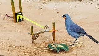 DIY Creative Bird Trap Wilderness Catch Bird Using Meter device Bird Trap