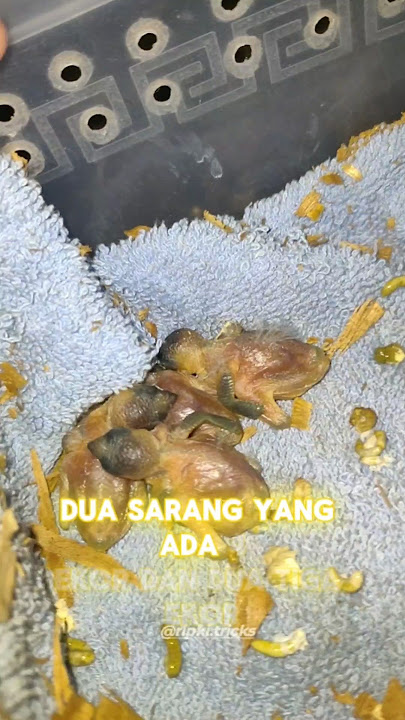 akhirnya dapat 4 Ekor Lolohan Emprit #burung #shortvideo