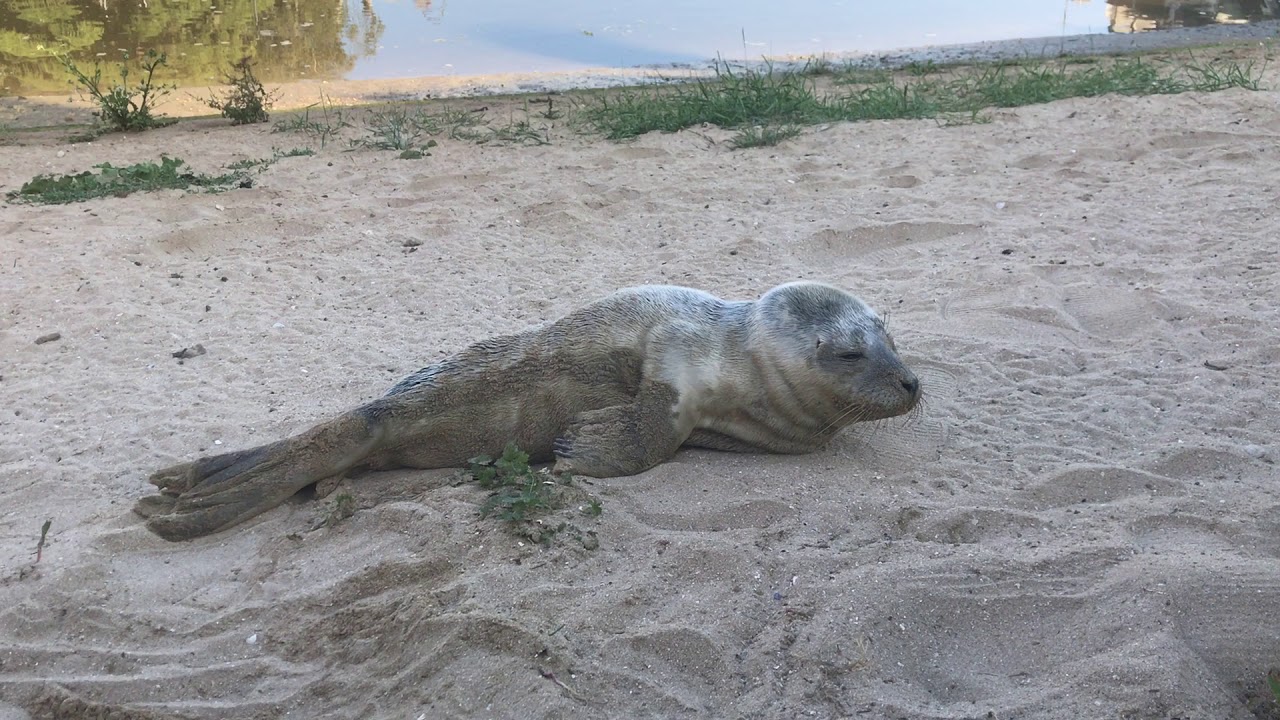 Un Bebe Phoque En Difficulte A Isigny Sur Mer Calvados Youtube