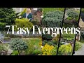 7 Evergreens for Every Garden!