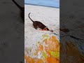 Quem disse que salsichinha não caça? #dachshund #petsfofinhos #salsichinhas #pets
