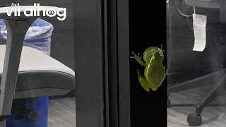 Tree Frog Beeps On Office Window || ViralHog