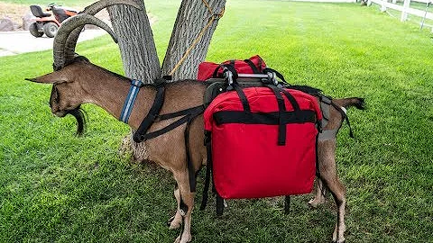 Marc Warnke Goat Gear Small Roll Top Pannier