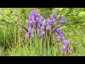 Botanische Führung durch den Anlagenpark