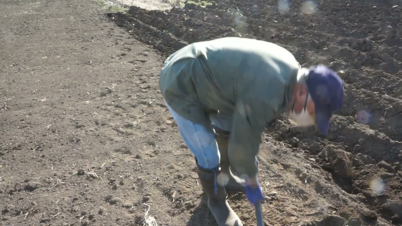 野菜畑　天地返し寒晒し　18日目　1月15日