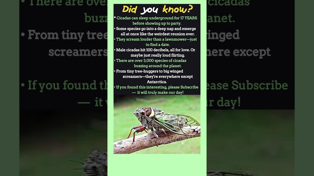 CICADA Facts That Sound Totally Fake (But Are 100% Real!