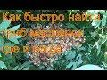 💝 Поход в лес за грибы маслята 15 июля 2017 Сибирь тайга тихая охота природа сбор грибов грибы