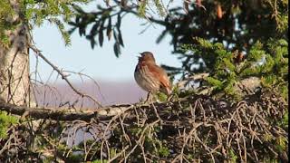 Fox sparrow singing