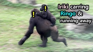 Gorilla Moms were on the alert suddenly,Ringo tapped on Tayari’s head金剛猩猩Iriki揹Ringo跑調皮R拍阿姨的頭Jabali