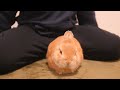 膝に登ろうとして転げ落ちたウサギの末路がこちら【No.344】