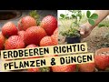 Erdbeeren in Töpfe und den Garten pflanzen und richtig düngen - Fehler vermeiden bei Erdbeerpflanzen
