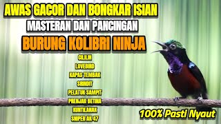 Download lagu PANCINGAN KONIN GACOR FULL NEMBAK TONJOLAN MEWAH 100% COCOK BUAT MASTERAN KOLIBRI NINJA