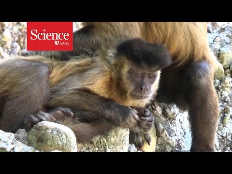 Female capuchin monkey caught using tools to pick her nose