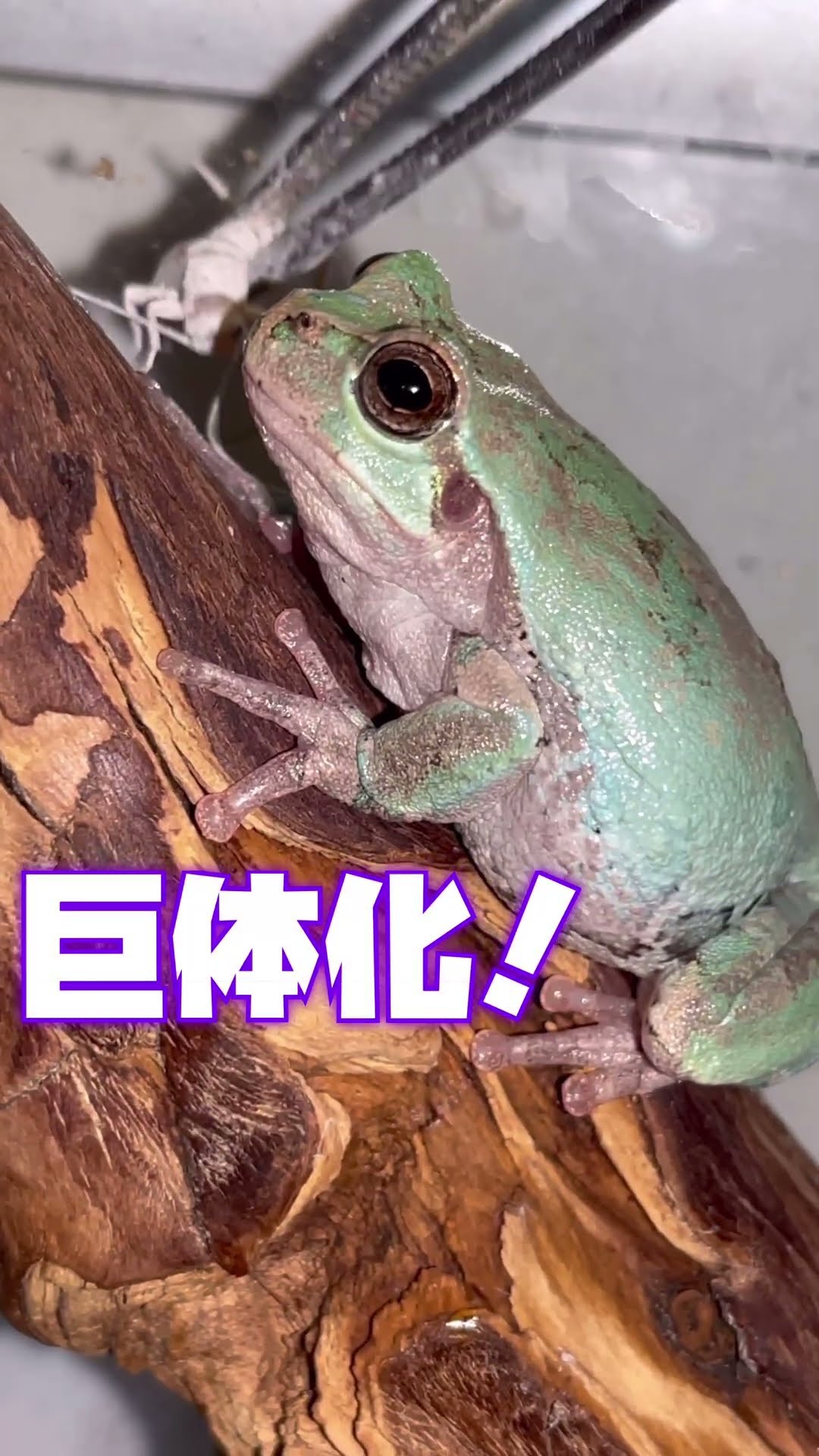 Before and after photos of a baby frog who grew so fast in just 3