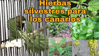 Sofocante carrete Fragua Hierbas silvestres que pueden comer los canarios - YouTube