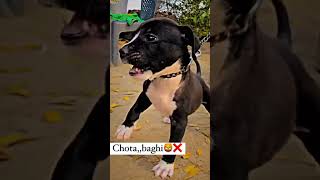 #pitbull #Danfer pitbull dog#pitbull #apbt #danger #haryana #top