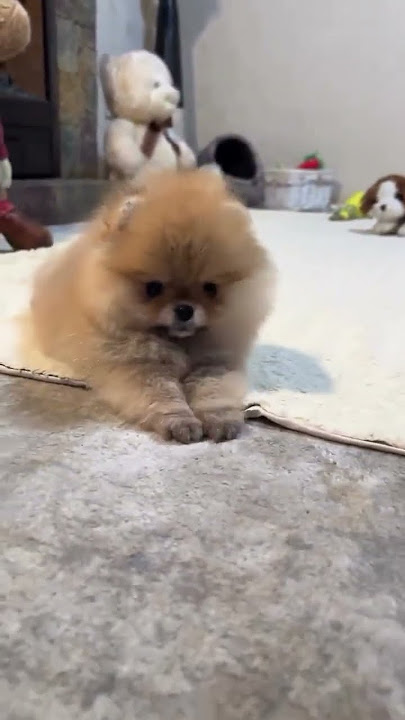 Pomeranian Pomeranian baby silly puppy cute dog