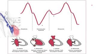 Jugular Venous Pressure Curve (JVP)