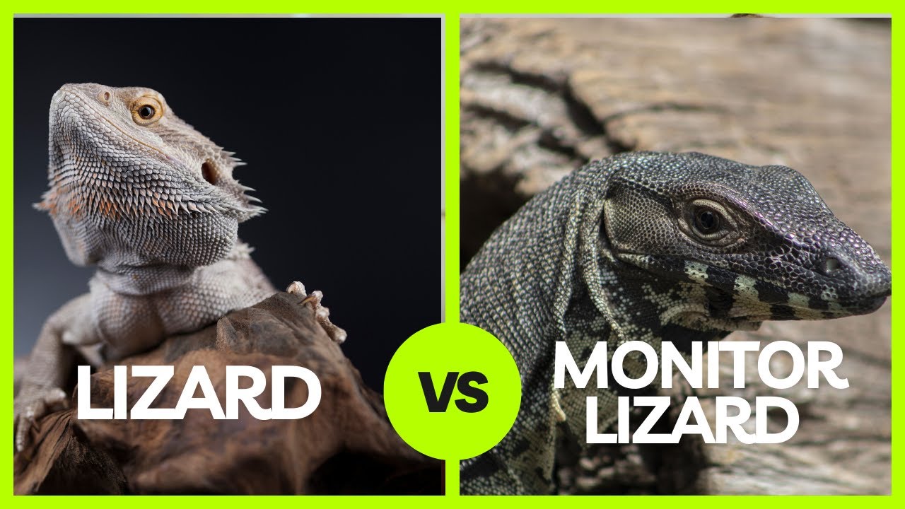 Difference Between Lizard And Monitor Lizard YouTube Difference Between Lizard And Monitor Lizard YouTube
