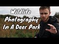 Trying (not trying) to avoid deer in BUSHY PARK | Wildlife photography