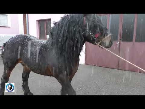Video: Upoznavanje Najmanjeg Konja Na Svijetu - Omiljeno Veterinarsko Sjećanje