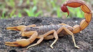 Scorpion Evolution | California Academy of Sciences