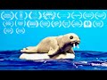 Animals habitat  stop motion animation  short film
