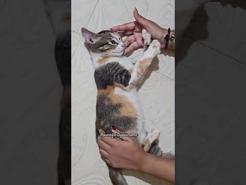 🥹 #cat #pawsn #cutecat #catshorts #catvideos #funny #kitten #youtubeshorts #ytshorts #edit #shorts