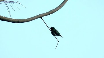 Humming Bird Perched On A Branch