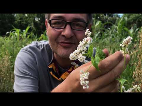 Video: Wie Buchweizen Blüht