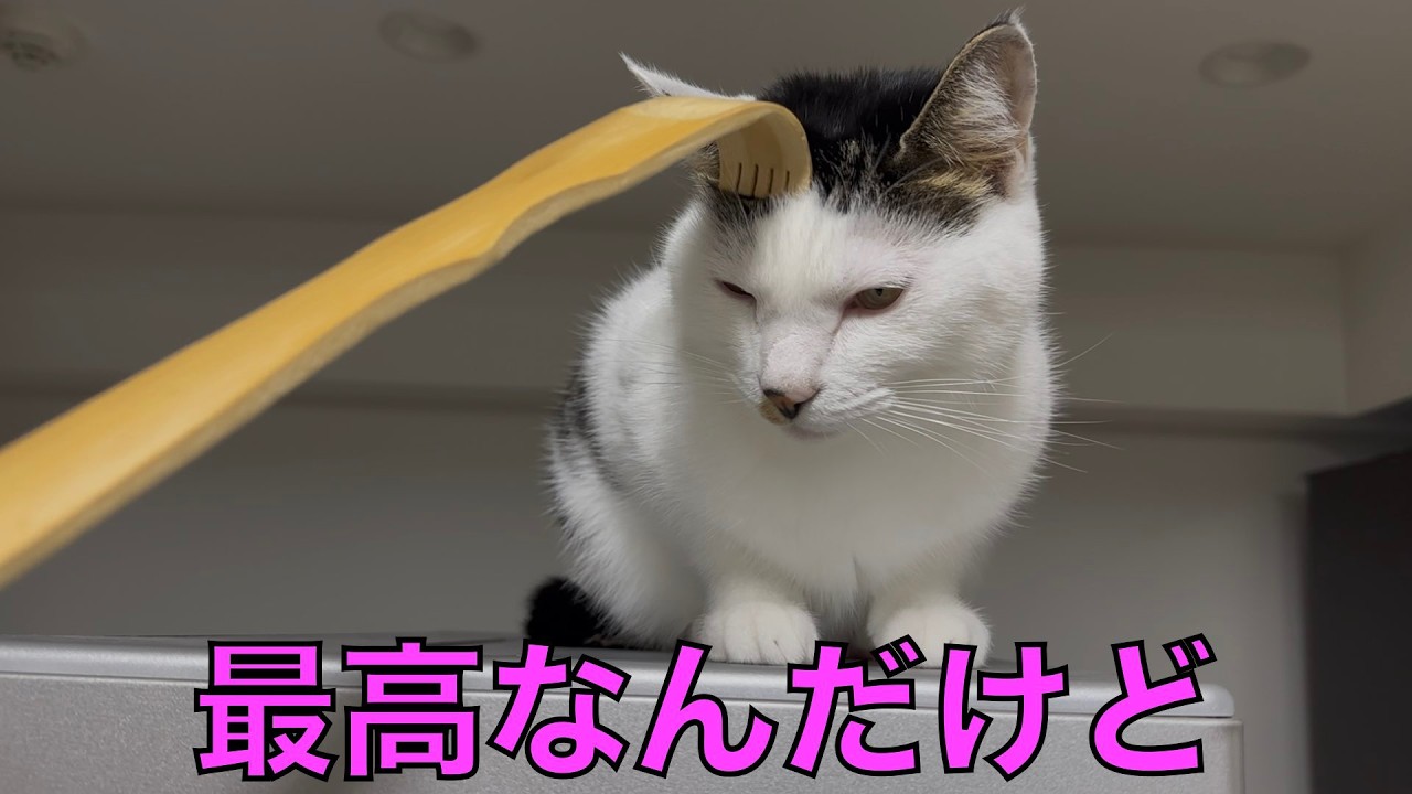 保護猫ナターシャの551日目：好きなものが重なると最強