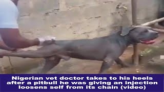 Vet Doctor takes to his heels after a pitbull he gave injection loosens self from its chain (video)