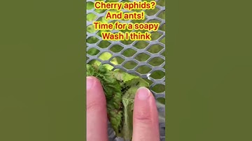Cherry tree aphids