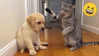The Funniest Pet Moments That Shouldn't Have Happened 😂🐾 | BEST of SHORTS Funniest Moments Ever 🤣