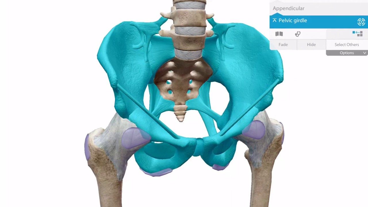 Accessing detailed information on any structure | Human Anatomy Atlas 2018