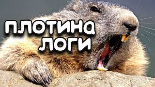 Зачем бобры строят плотины? Объясняет Безумный Факс!